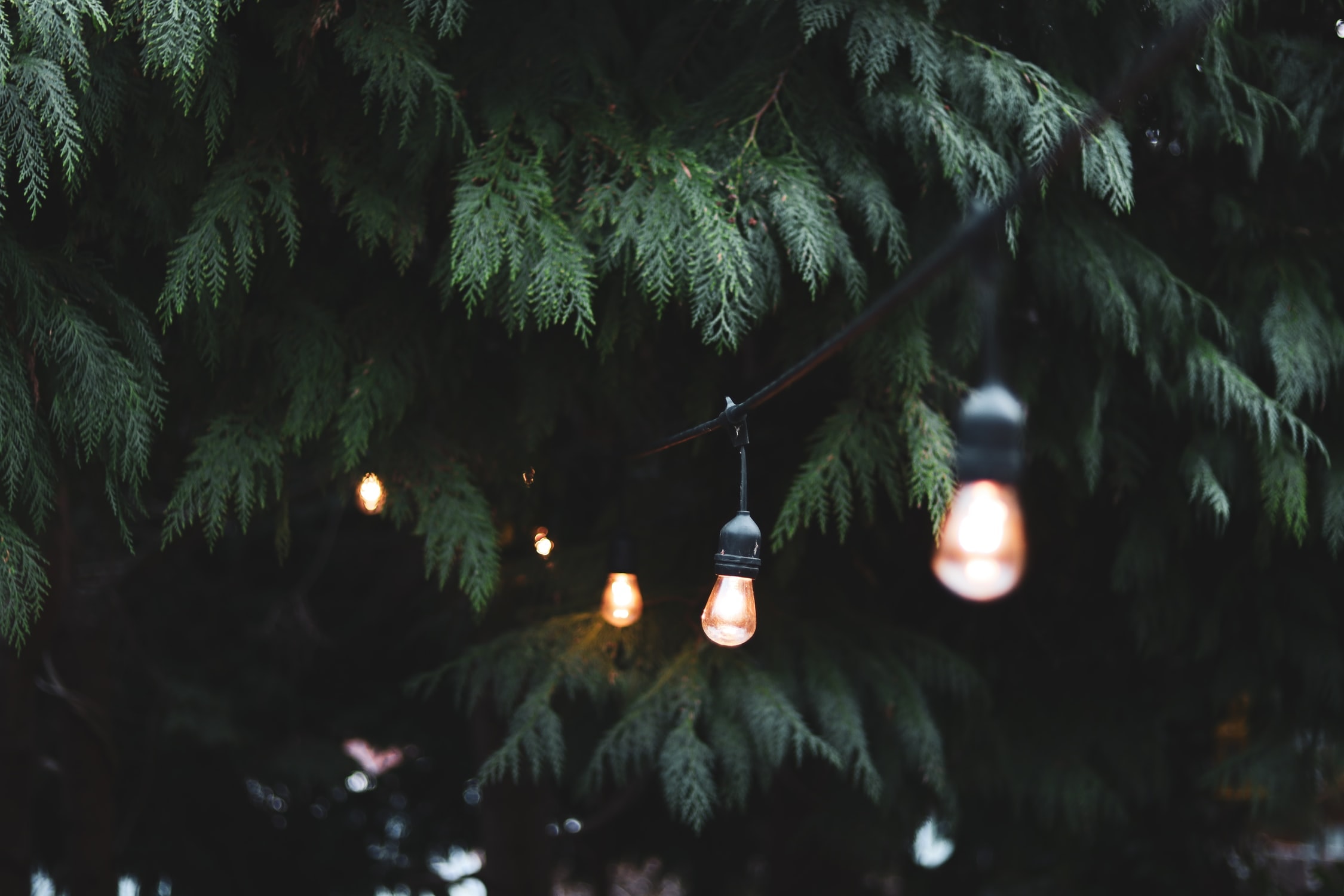 festoon bulbs wedding